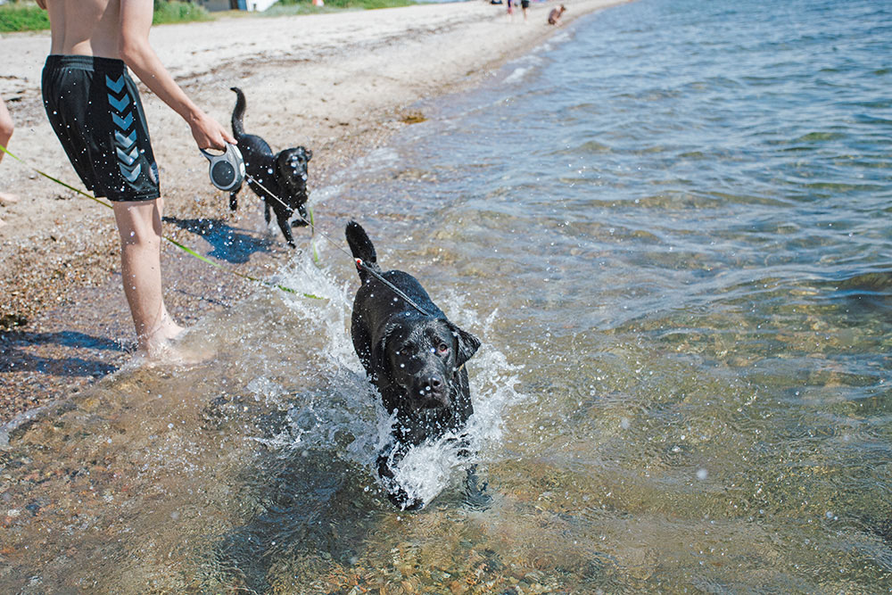 Camping med hund | på ferie hund Danmark ←